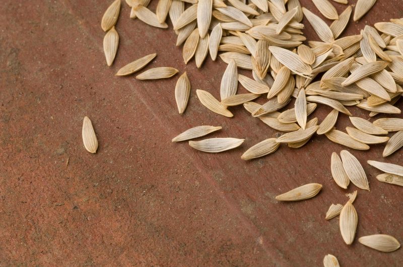 Save Seeds, Save Money
