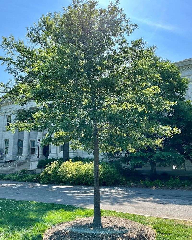 Powerful Willow Oak