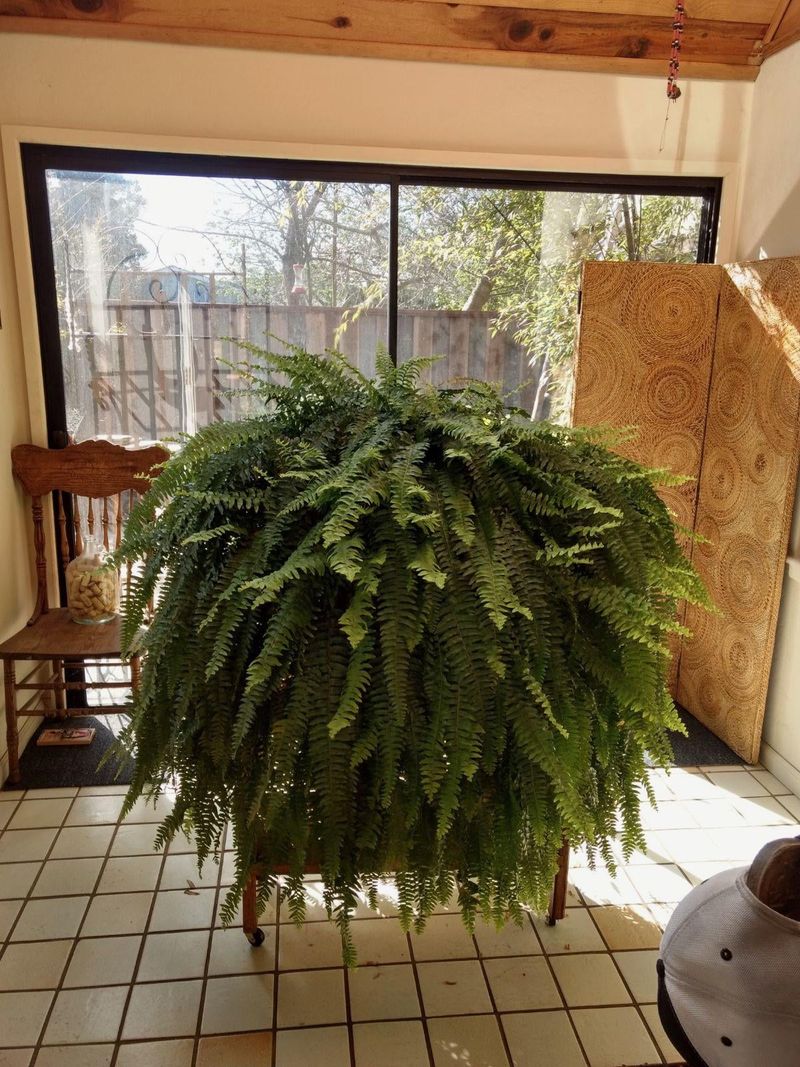 Vintage Boston Fern Specimens
