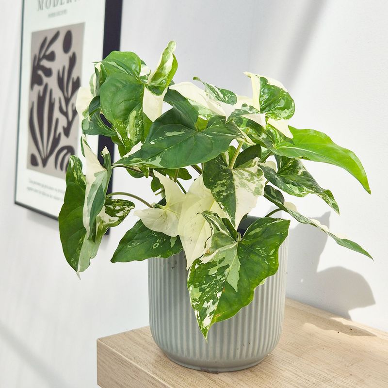 Rare Syngonium Podophyllum Albo