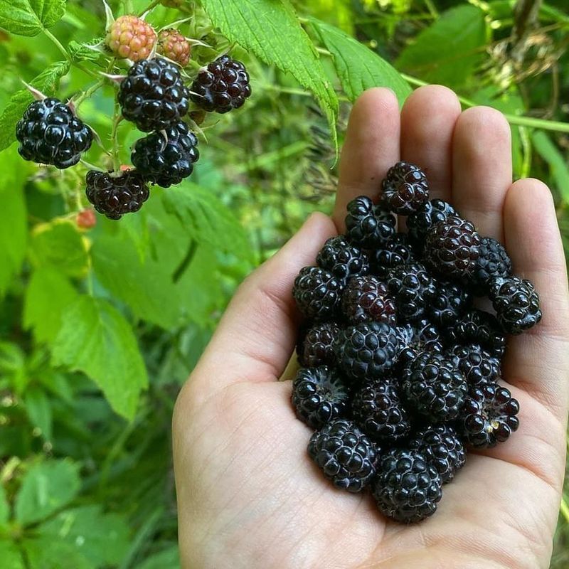 Raspberry Rewards