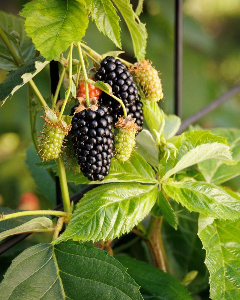 Blackberries