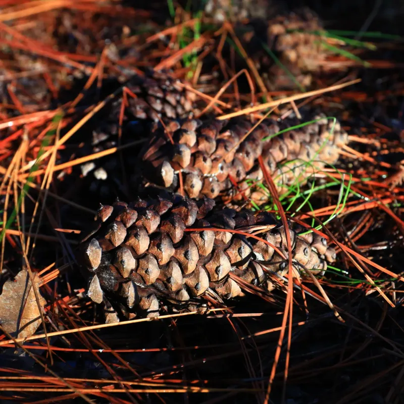 Pinecone Pathway