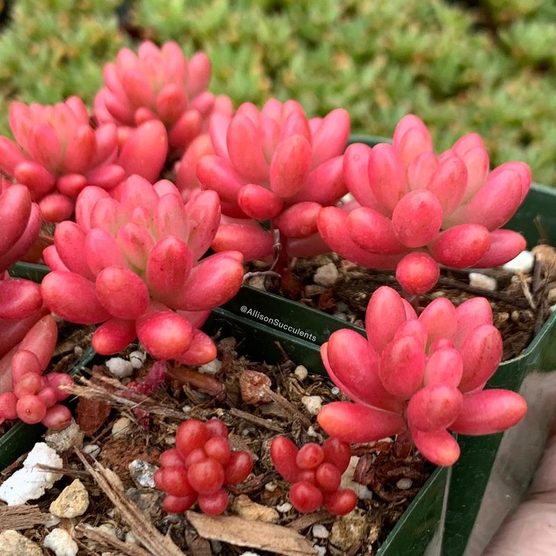 Sedum 'Rubrotinctum Aurora'