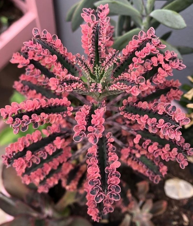Kalanchoe 'Pink Butterflies'