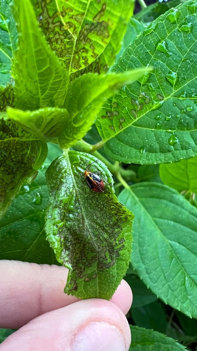 Four-lined Plant Bugs