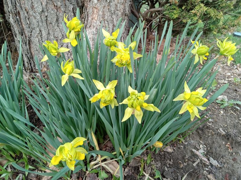 Companion Planting