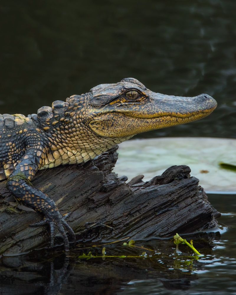 American Alligators