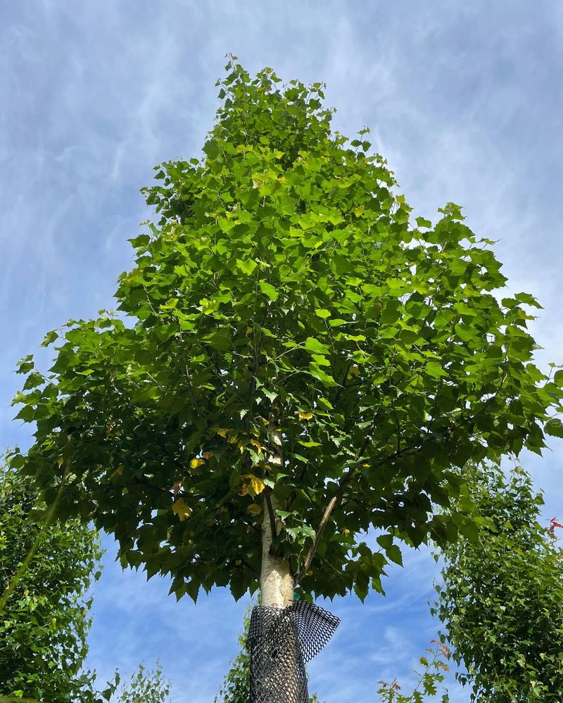 Dakota Pinnacle Birch