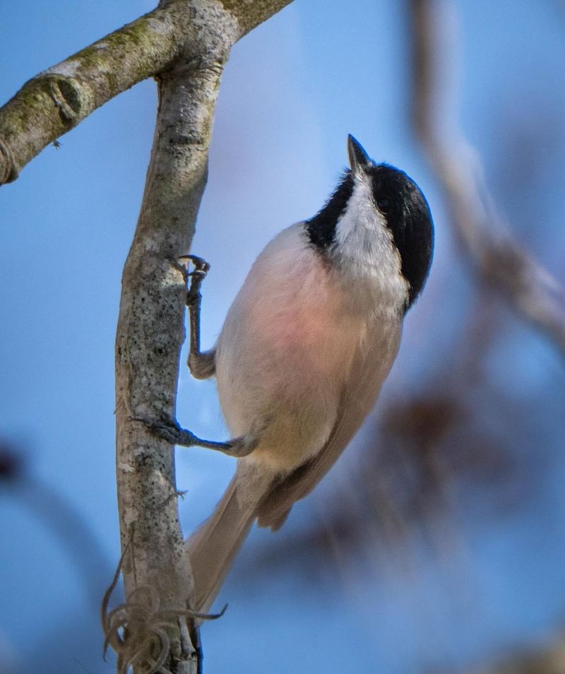 Carolina Chickadee