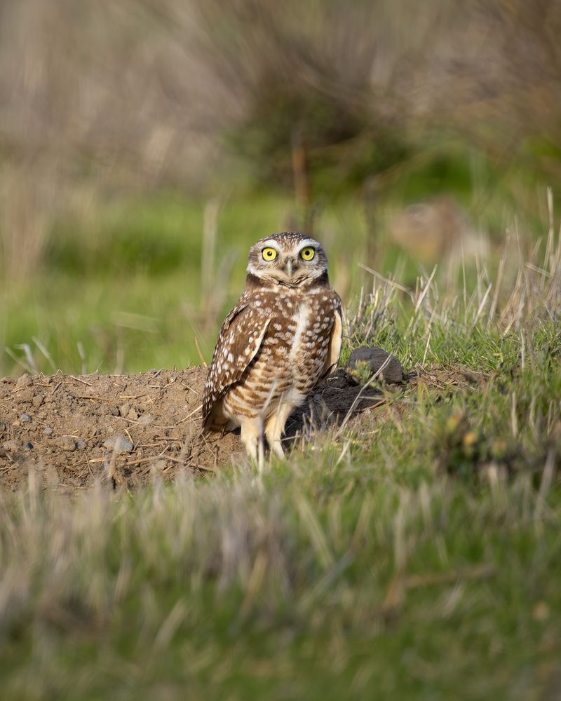 Western Burrowing Owl