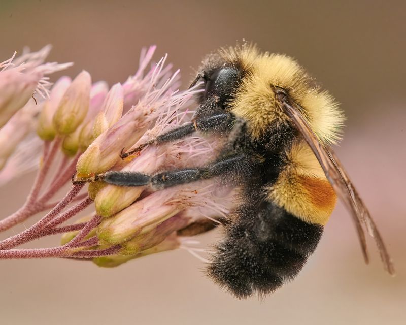Native Bumblebees