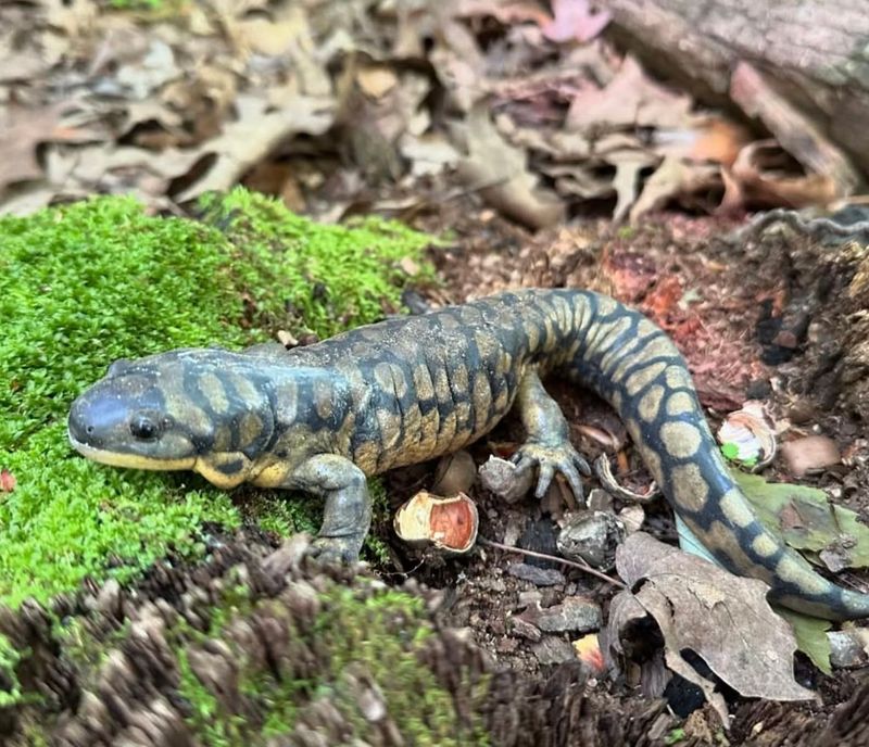 Native Salamanders