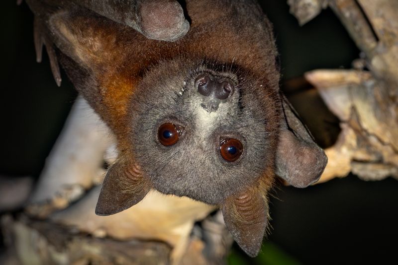 Little Brown Bats