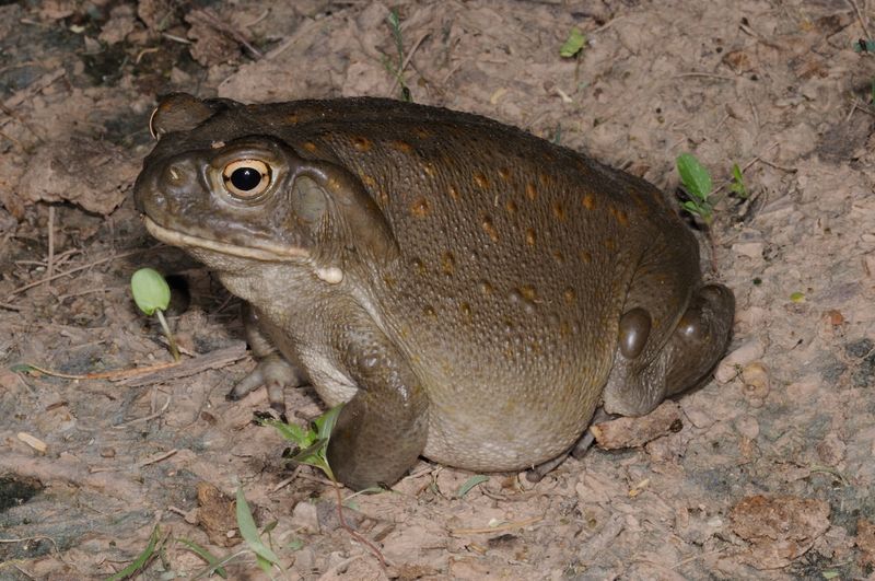 Sonoran Desert Toad