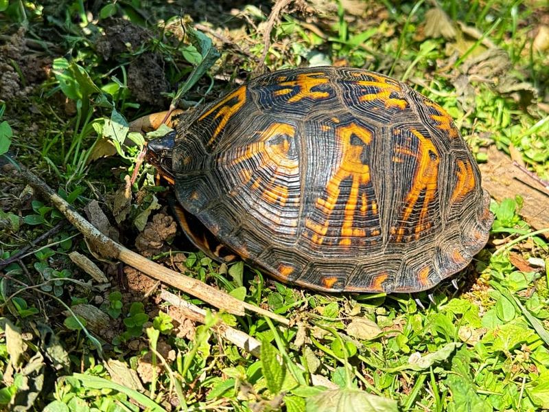 Box Turtles Wandering Through Vegetable Patches