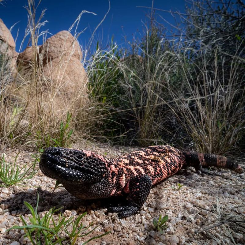 Gila Monsters: Colorful Reptiles In Suburban Washes
