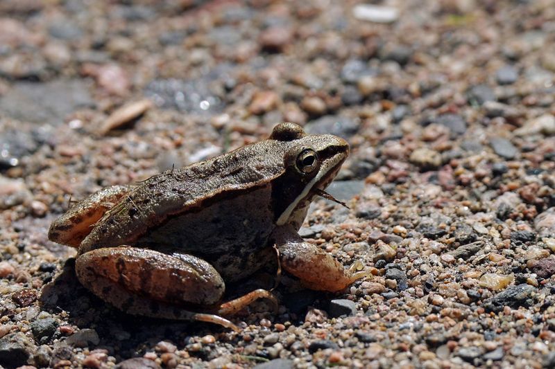 Wood Frogs: Spring Garden Visitors