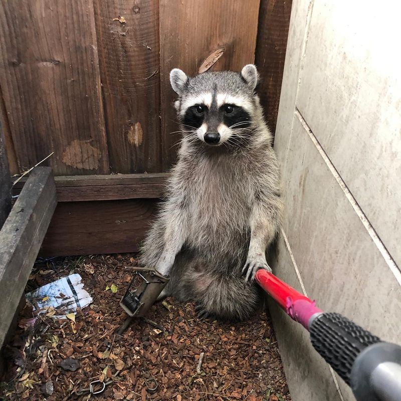 Raccoons: Masked Midnight Raiders