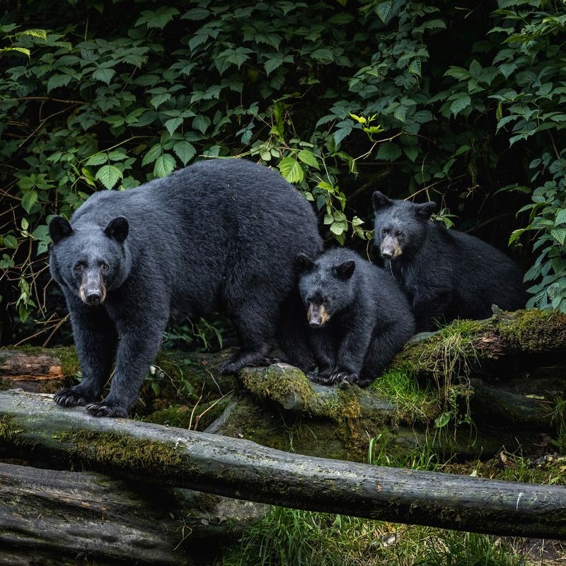 Black Bears