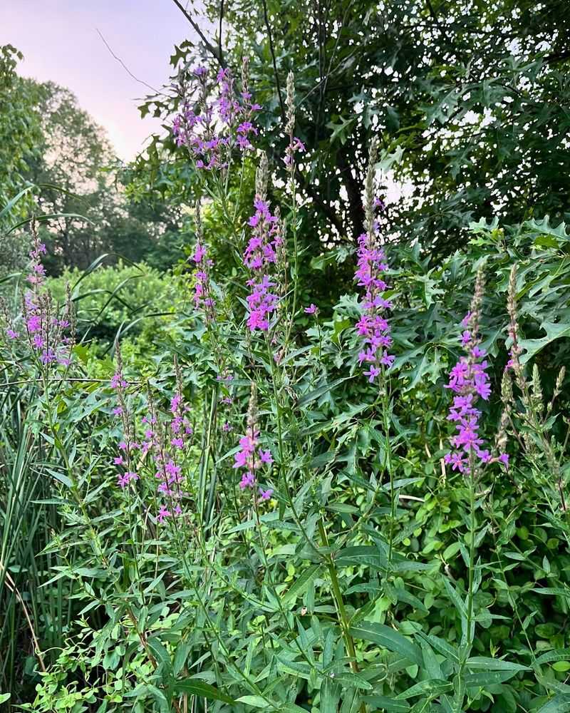 Purple Loosestrife: The Wetland Destroyer