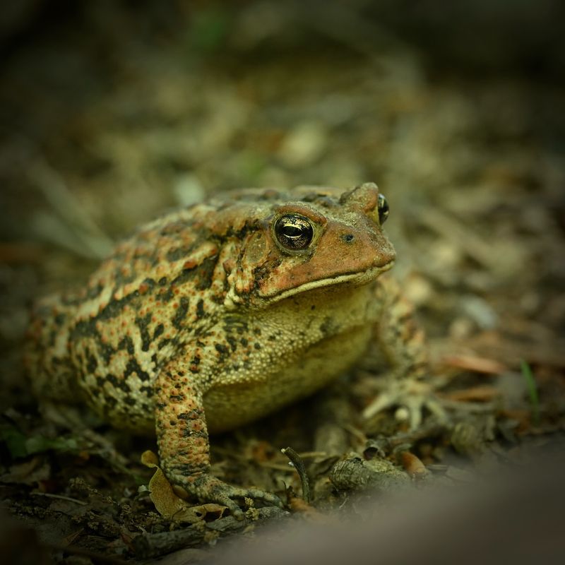 Toads