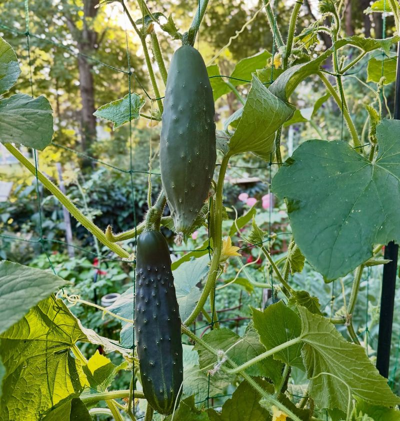 Cucumbers