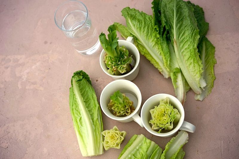 Romaine Lettuce's Second Life
