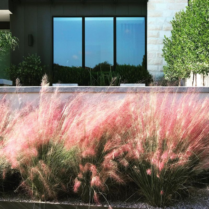 Gulf Coast Muhly: Pink Cloud Grass