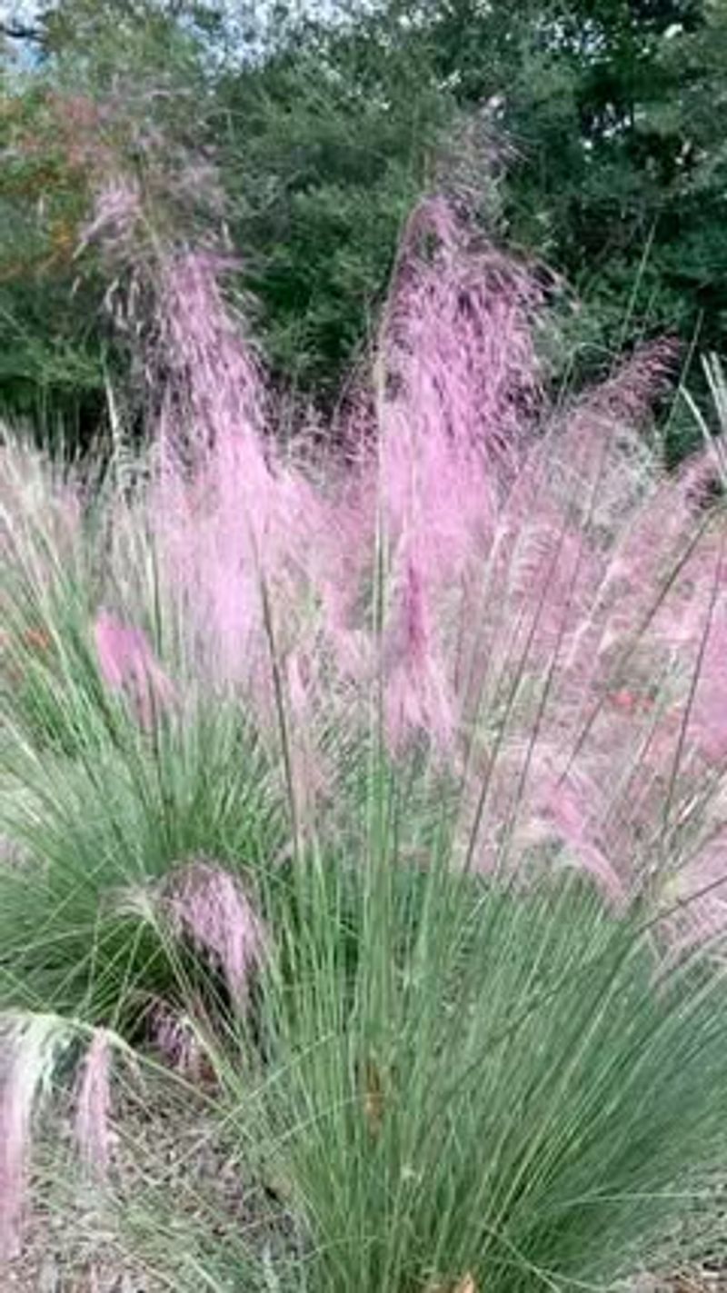 Gulf Coast Muhly
