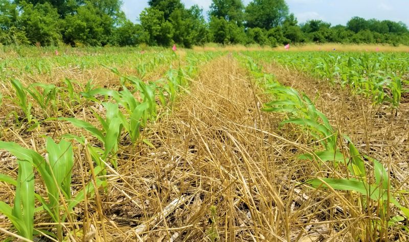 Rotation And Cover Crops For Healthier Soil