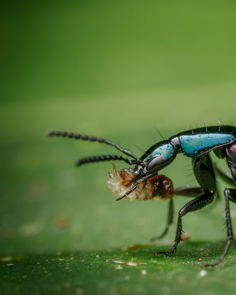 Soldier Beetles: Flower-Loving Pest Fighters