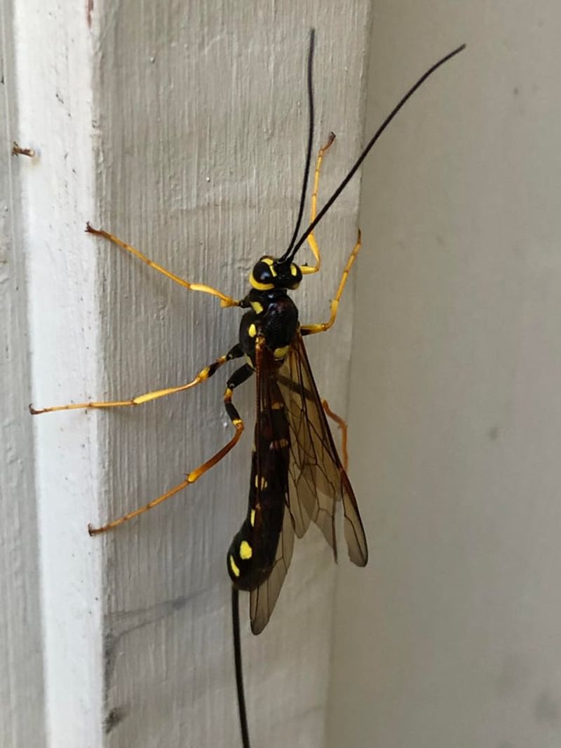 Parasitic Wasps