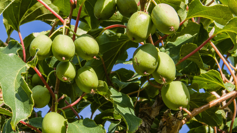 Hardy Kiwi: Northern-Friendly Vines From Simple Seeds