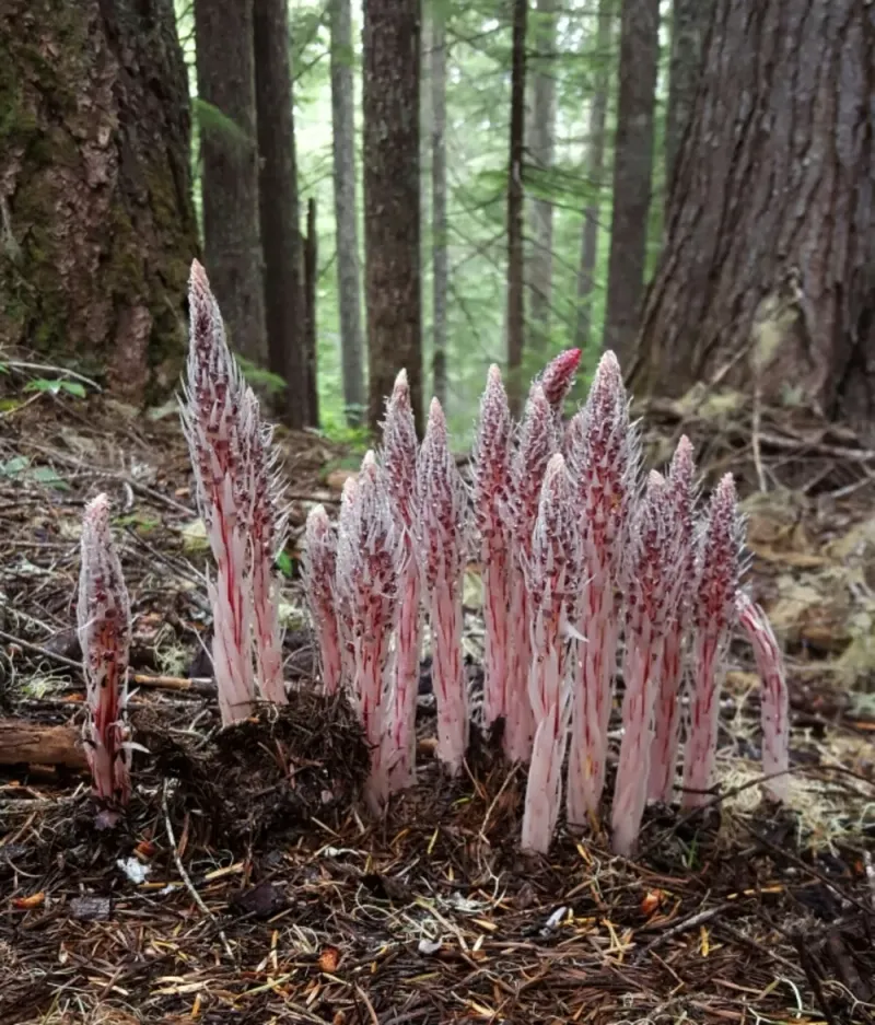 Sugar Stick (Allotropa virgata)