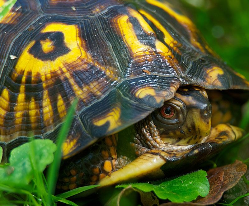 Eastern Box Turtles: Slow-Moving Garden Guests