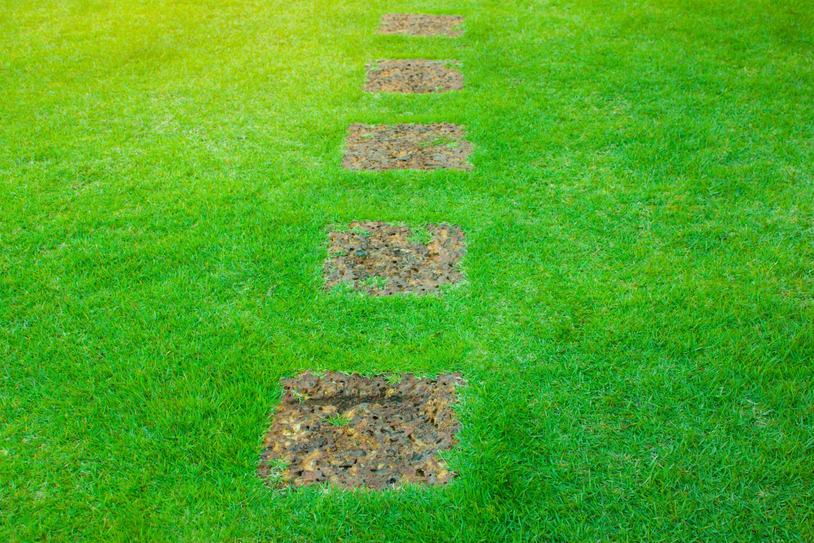 Grow This Drought-Tolerant Grass Seed For A Lawn That Softens And Holds Up In Texas