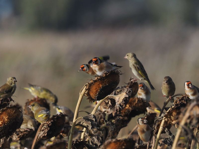 Leaving Seed Heads On Perennials