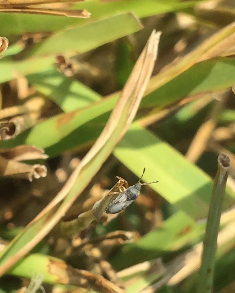 Chinch Bug Invasion