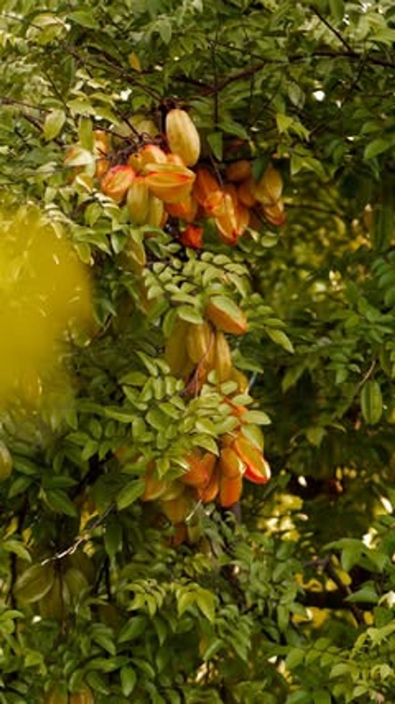 Starfruit