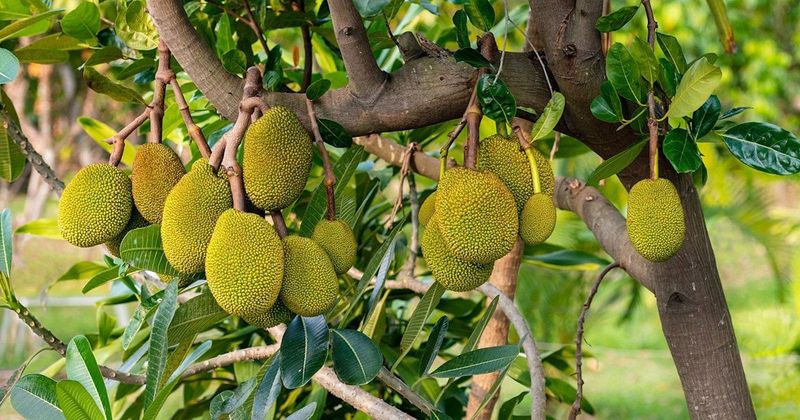 Jackfruit