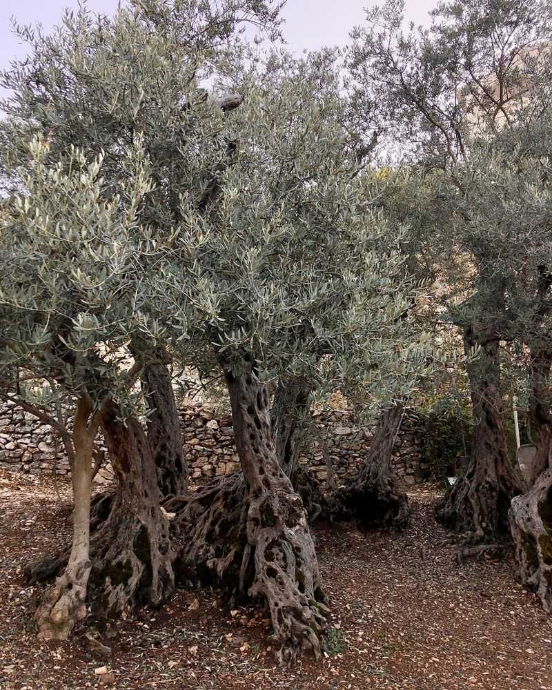 Olive Trees Battle Against Tennessee Winters