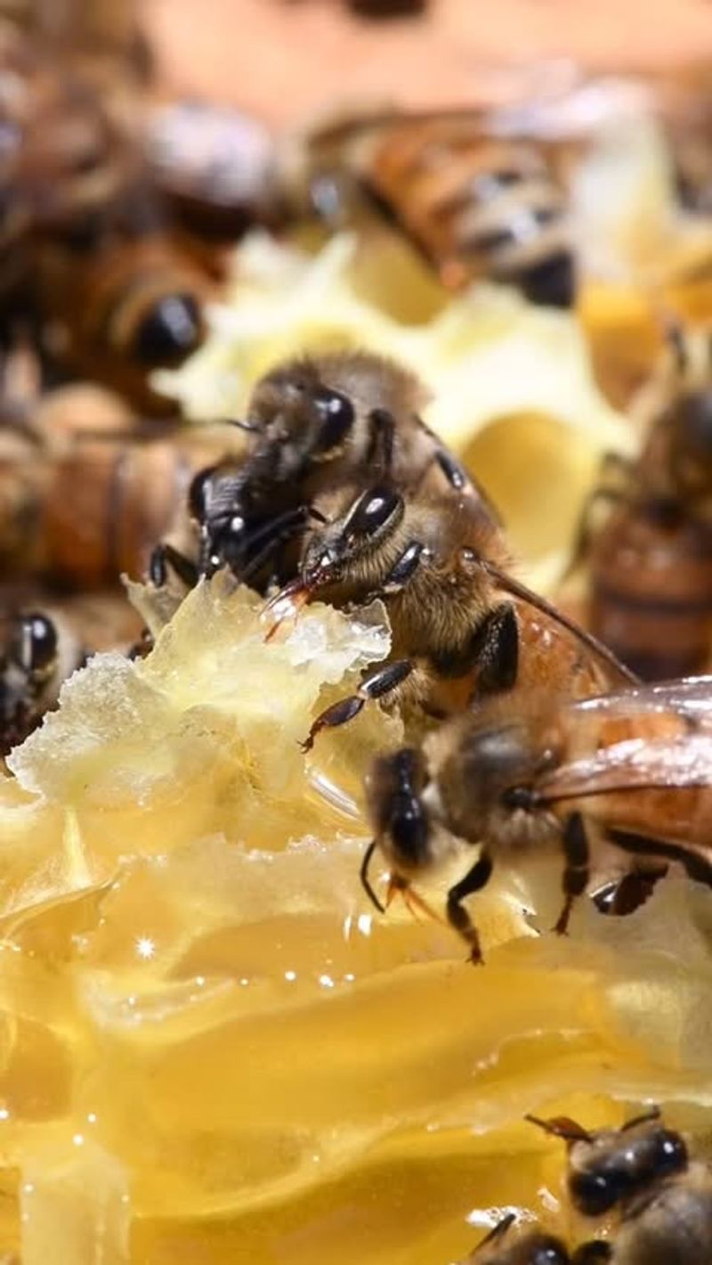 Honey Bees