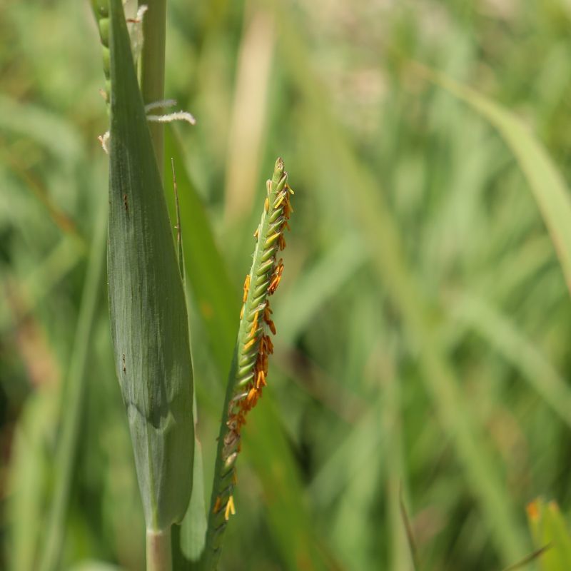Eastern Gamagrass Stands Bold And Tall