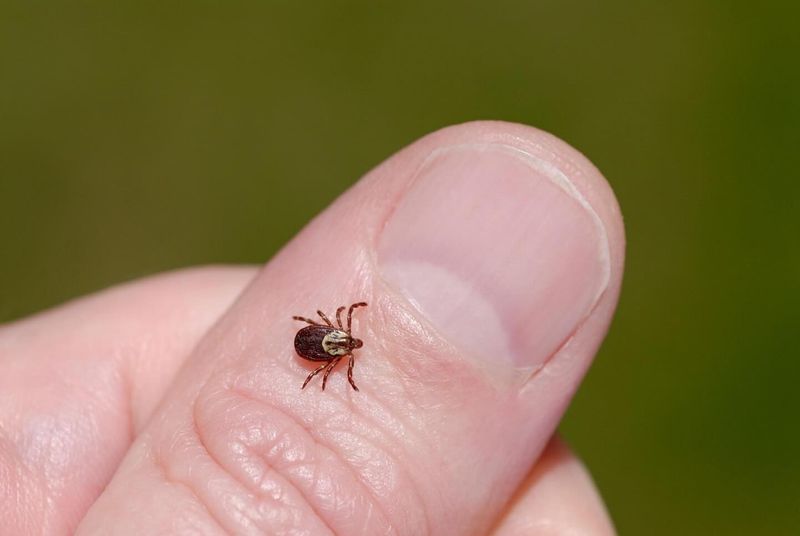 Tick-Borne Disease Carriers