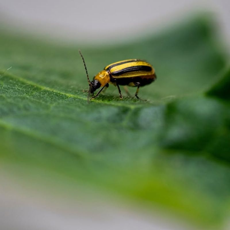 Cucumber Beetles: The Disease-Spreading Menace