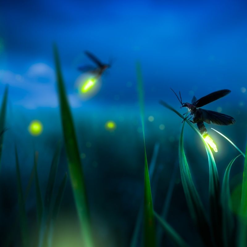 Climate Change Alters Breeding Patterns