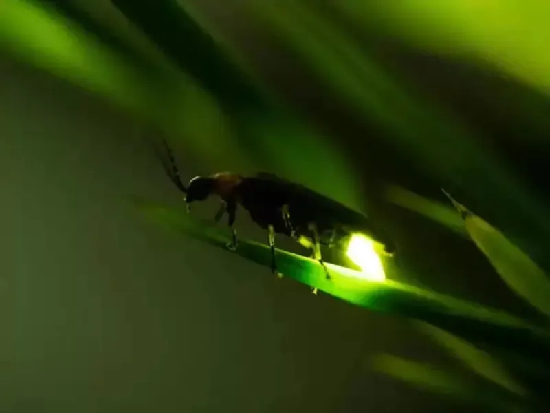 Pesticide Use