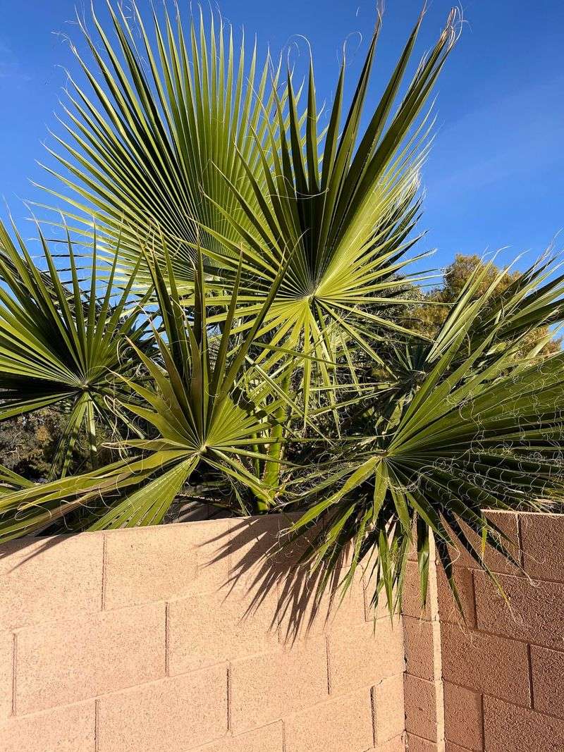 Mexican Fan Palm