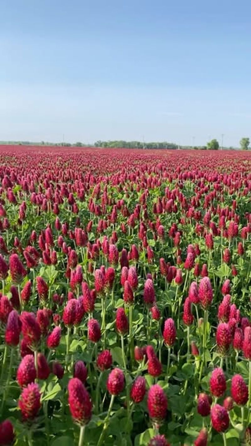 Crimson Clover